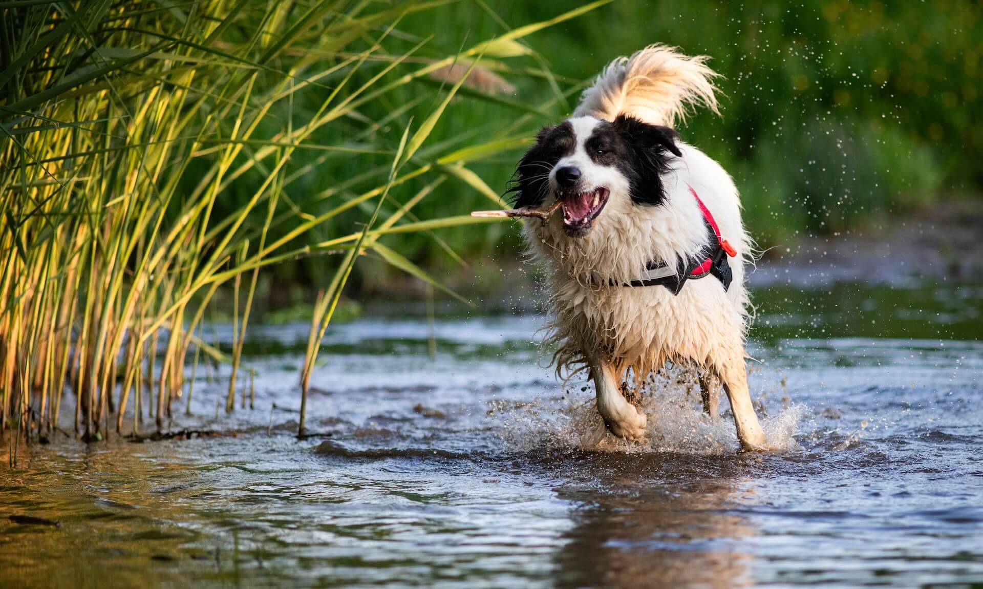 Animal Hospital in Kyle TX