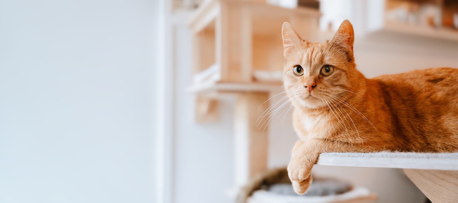 Veterinary Hospital in Kyle TX