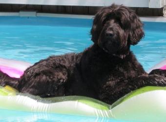 Can Dogs Drink Pool Water? What Pet Owners Should Know