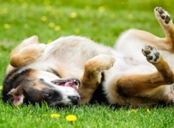 Is My Dog Allergic to Grass?