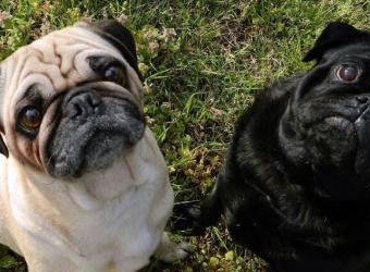 Why Brachycephalic Dogs May Struggle More in Summer Heat